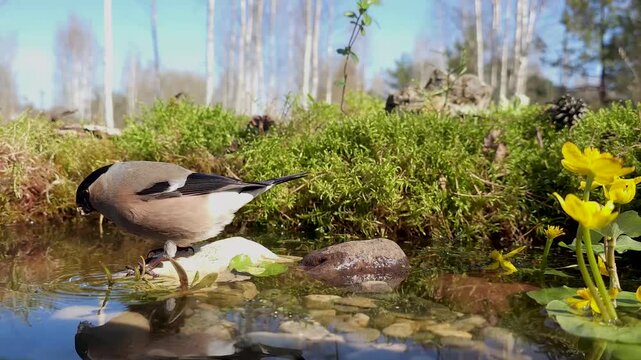 Female Bullfinch Pyrrhula pyrrhula drinking water in a natural pond on a sunny day.