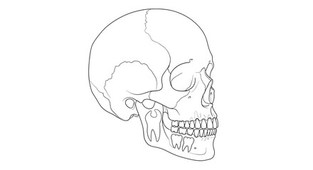 Anatomical sketch of a human skull showing internal tooth structure. © Petani