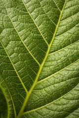 Fototapeta premium Leaf's Detailed Texture: A close-up view of a vibrant green leaf, showcasing its intricate network of veins and textures, capturing the essence of nature's design.