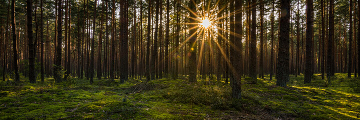 Sunset or sunrise in a mossy pine forest. The low sun illuminates the scene through the trees. Beautiful sunbeams and highlights on mossy hummocks. Panoramic photo of a natural woodland landscape © gluuker
