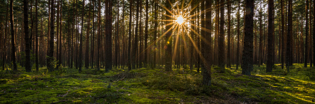 Sunset or sunrise in a mossy pine forest. The low sun illuminates the scene through the trees. Beautiful sunbeams and highlights on mossy hummocks. Panoramic photo of a natural woodland landscape