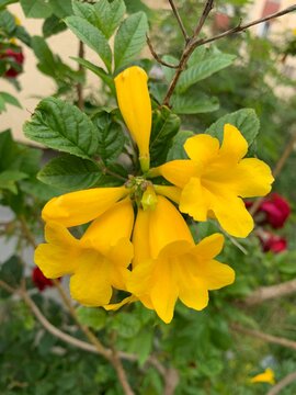 Yellow Tecoma close up. Yellow Bells close up. Yellow Elder isolated. Trumpetbush blossom. Tecoma stans (L.) Juss. ex Kunth. 