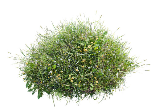 Wild grass and flowers on dirt, isolated on transparent background