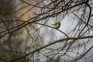 A great tit perched on a twig outdoors in nature. © lapis2380