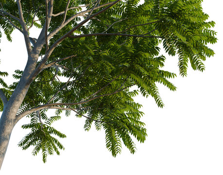 Ailanthus altissima tree, corner view, cutout, isolate, transparent background, Detailed close-up of a lush green fern plant, perfect for botanical and nature themes.