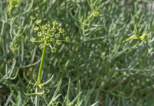 Rock samphire plant with green umbel flowers in nature