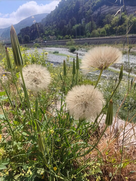 Fleurs de pissenlit au bord d'une rivi&egrave;re dans une vall&eacute;e &agrave; Nice