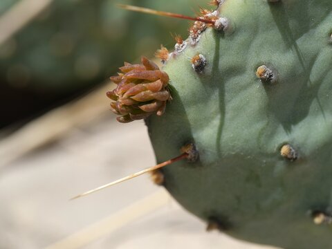 Prickly pear cactus (Opuntia) flower bud close up in early spring, Colorado