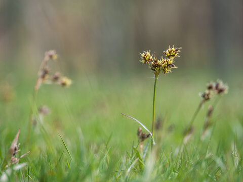 Flowering field wood-rush growing outdoors in a lawn.