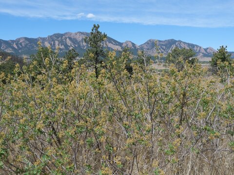 Skunkbush sumac (Rhus trilobata) with Flatirons mountain landscape in Boulder, Colorado