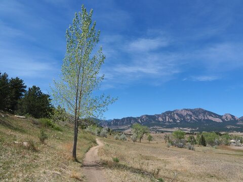 Hiking trail with lone tree and Flatirons mountains in Boulder, Colorado