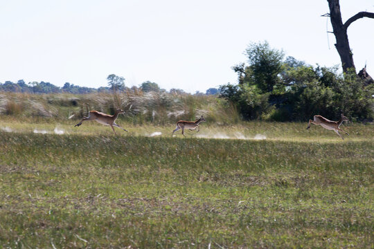 running lechwe