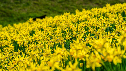 Obraz premium Yellow daffodils covering a hillside, signaling the arrival of spring