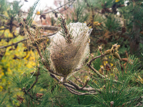 Pine processionary caterpillars building a silk nest, causing defoliation on a conifer tree