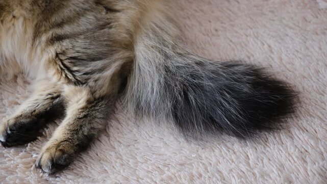 Fluffy cat tail wagging hints at alert curiosity or playful excitement. Cats wagging their tails can be signs of emotions like angry, anxiety, concentration, agitation, stress. Longhair breed cat