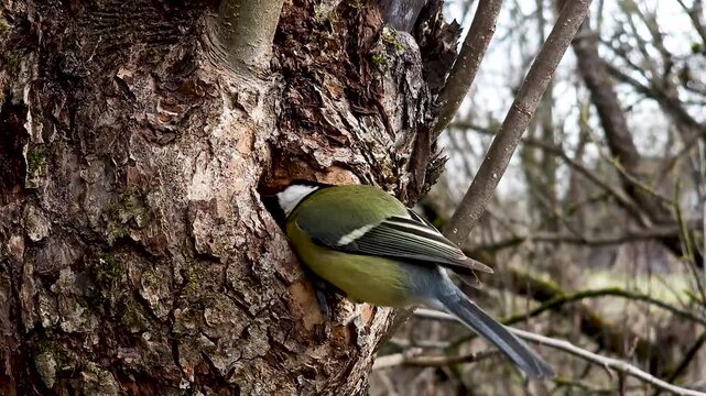 An adult tit Parus major carefully prepares a nest in the bark of an old oak tree. Spring day, sunny weather, bird behavior, wildlife video