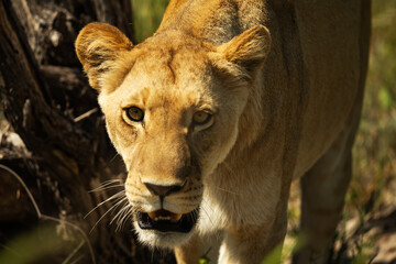 Lioness © Duncan