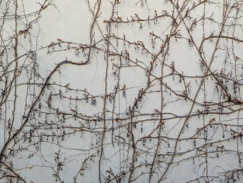 Warsaw, Poland, March 01, 2026. Climbing vines growing on a white wall without leaves during the early spring season. High quality photograph.
