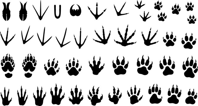 Set of wild animal paw prints and bird footprints in black silhouette vector collection for tracking and nature design