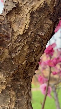 Close-up shot of vivid pink plum blossoms blooming at the base of a branch