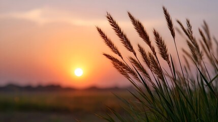 Naklejka premium Golden hour light illuminates delicate feathery grasses against a vibrant sunset glow in a tranquil meadow