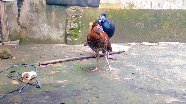 A cryptic brown female Crested Fireback (Lophura Ignita) pheasant follows her vibrantly colored male counterpart while actively foraging for food on the ground