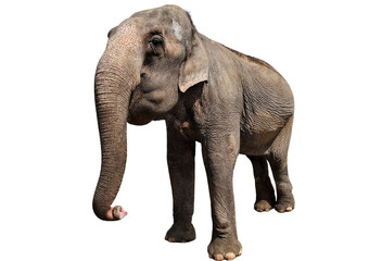 Obraz premium Asian elephant isolated on white background