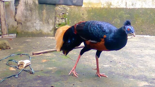 Two captive Crested Fireback pheasants (Lophura Ignita) walk and forage across a weathered, moss-covered concrete floor in their outdoor backyard enclosure