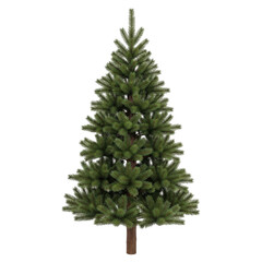 Fototapeta premium A lush green christmas tree standing upright with full foliage