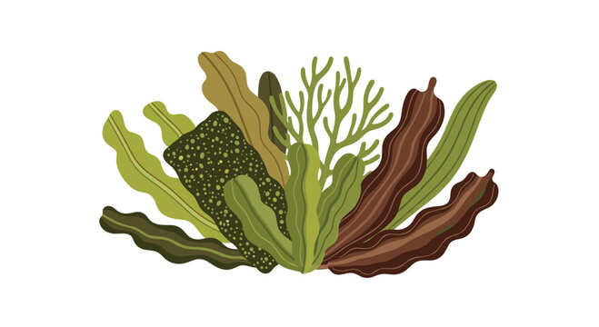 A diverse collection of various types of seaweed, featuring different shapes, textures, and shades of green and brown, representing ocean flora and healthy superfood ingredients.