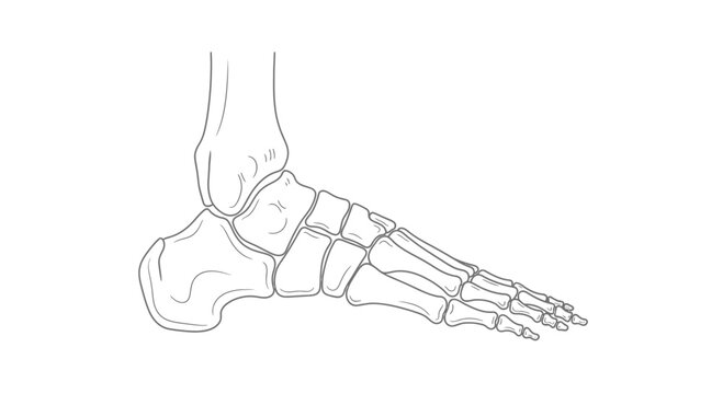 Anatomical line drawing of the human foot skeleton structure.