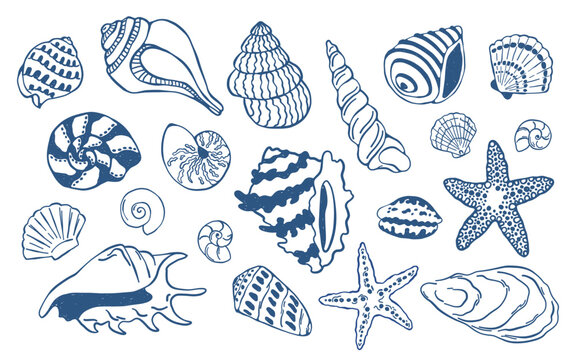Vector set of hand drawn seashells in doodle style. Marine collection with conch, scallop and starfish elements for beach design, textile prints, packaging, coastal decor and summer themed graphics