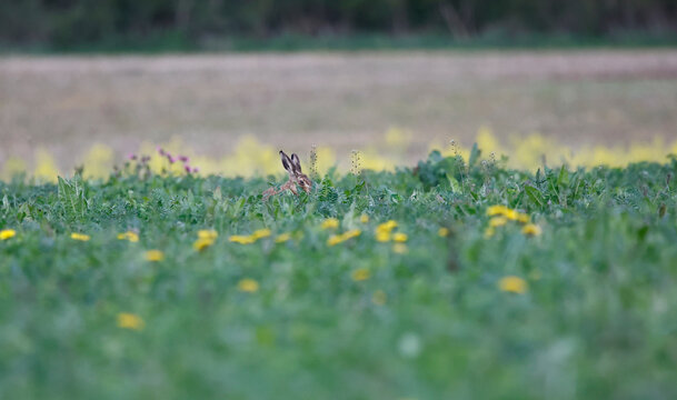 Hares in a flower meadow