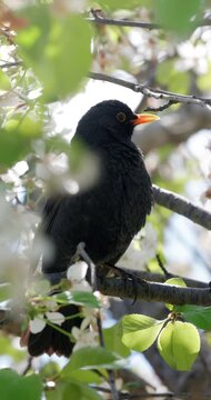 Blackbird male on a branch of blooming cherry tree