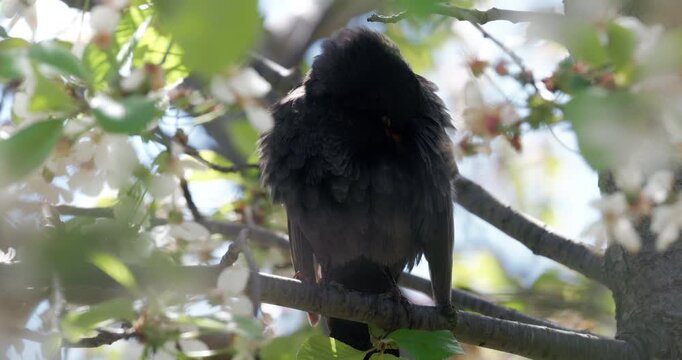 Blackbird male close up on a branch of blooming cherry tree
