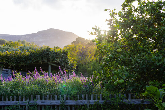 Purple flowering plants are blooming in garden behind wooden picket fence near sunlit fruit tree