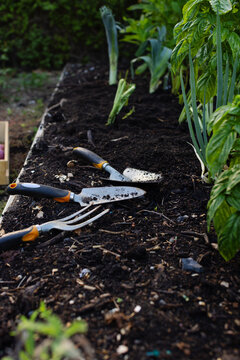 Trowel, transplanter and hand fork are lying on dark soil in raised wooden bed, seedlings nearby