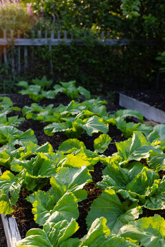 Raised wooden garden bed is holding leafy vegetables over rich soil basking in sunlight in backyard