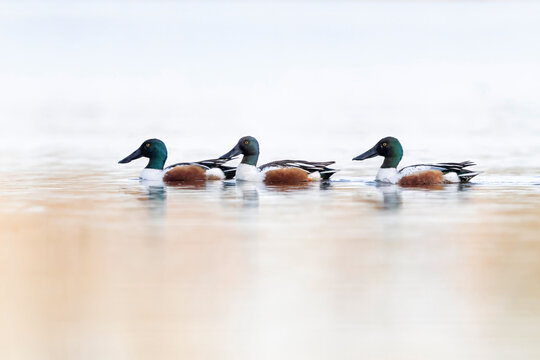 Northern Shoveler drakes swimming in calm water at sunrise