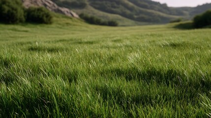 Obraz premium Rolling green meadow stretching across open hills under soft natural daylight evoking a sense of tranquility and rural peace