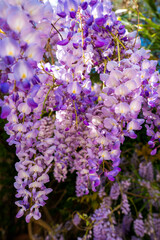 Obraz premium Lilac and violet wisteria hang in garlands in Antibes, France. Close up, shallow depth of field shows silky petals in warm sunlight over a garden pergola.