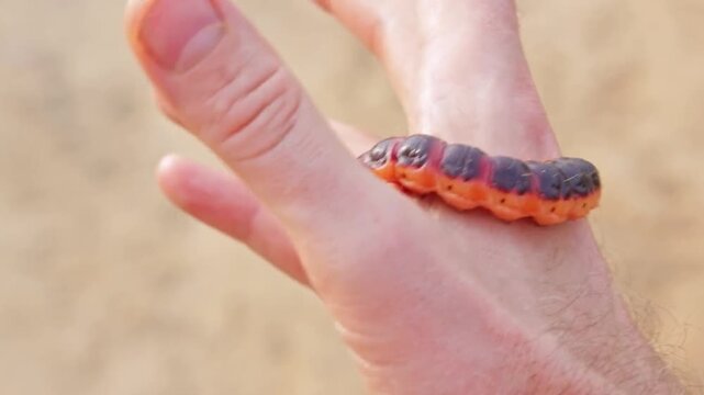 colorful caterpillar on human hand outdoors