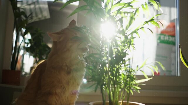 Adorable red cat sitting on a windowsill, biting and gnawing on the leaves of a chamaedorea houseplant. Sunlight shines through the window, illuminating the scene of the pet interacting with nature