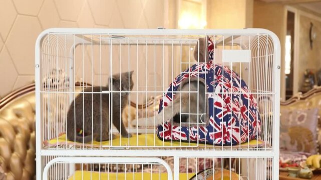 Black and white cat in cage with Union Jack bag