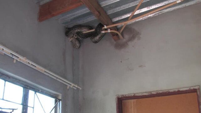 Large Python Hiding Inside House Roof Structure safety risk and human-animal conflict