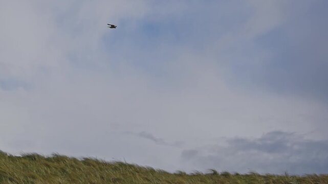 kestrel bird of pray hovering in the wind over wild grass hunting static
