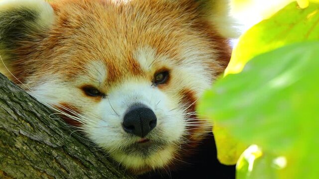 Red panda resting on a mossy tree branch and looking curiously at the camera through vibrant green leaves 120fps 4K Slow Motion Captured in Cinematic High-Detail Wildlife Clip