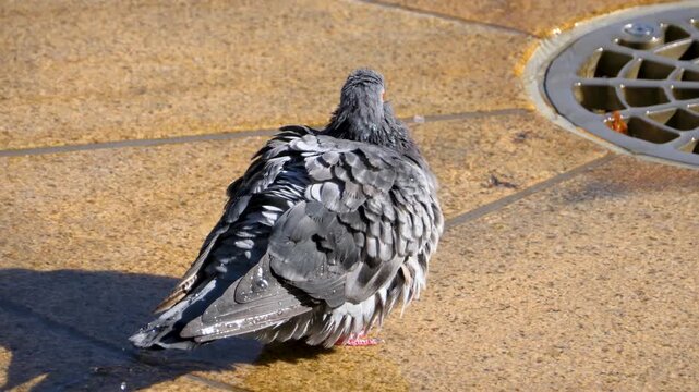 Close up pigeons taking a shower on a sunny spring day