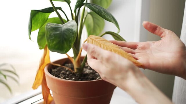 Close-up of a woman carefully inspecting the dead, yellowed foliage of a diseased houseplant, identifying symptoms of decay, mineral deficiency, or damage caused by improper watering