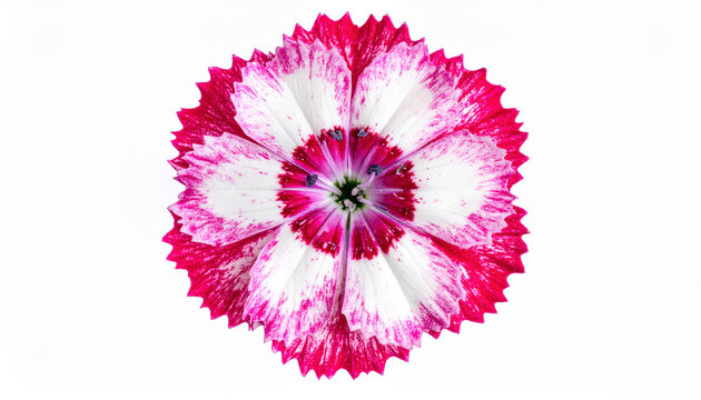 Beautiful pink and white Sweet William blossoms isolated on a clean white surface